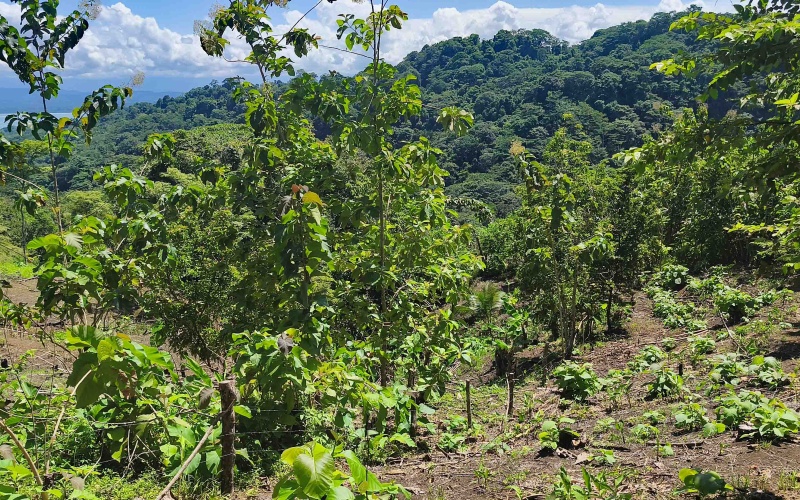 Pavones Costa Rica real estate, ocean view land Pavones, 26 acres Pavones, La Hierba property for sale, riverfront land Costa Rica, ocean view acreage Pavones, Costa Rica development land, waterfall property Pavones