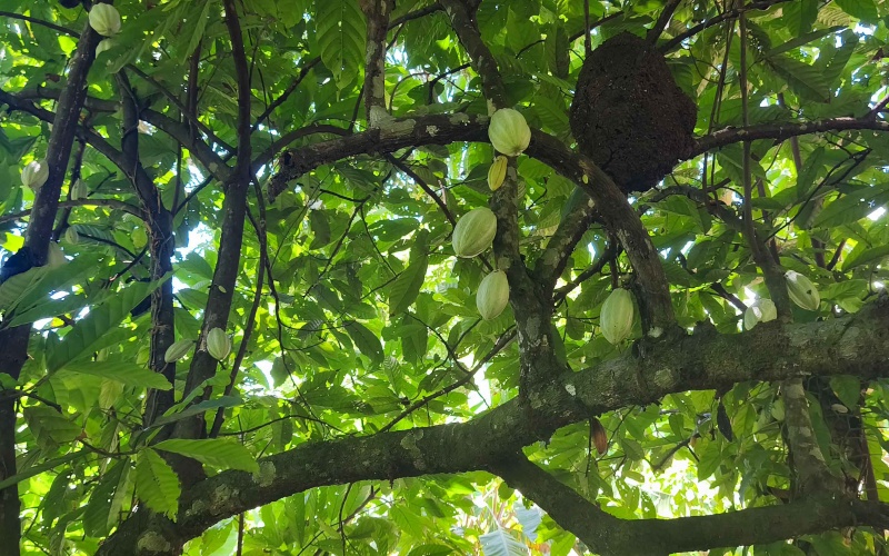 Pavones Costa Rica real estate, ocean view land Pavones, 26 acres Pavones, La Hierba property for sale, riverfront land Costa Rica, ocean view acreage Pavones, Costa Rica development land, waterfall property Pavones