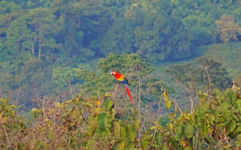 Scarlet Macaw viewed from home for sale in Pavones Costa Rica