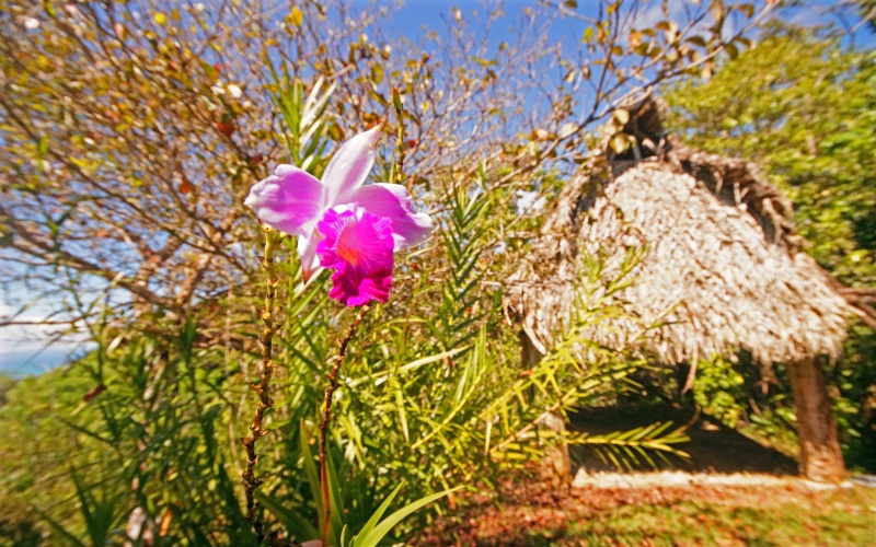 A gazebo in the back of home for sale in Pavones Costa Rica