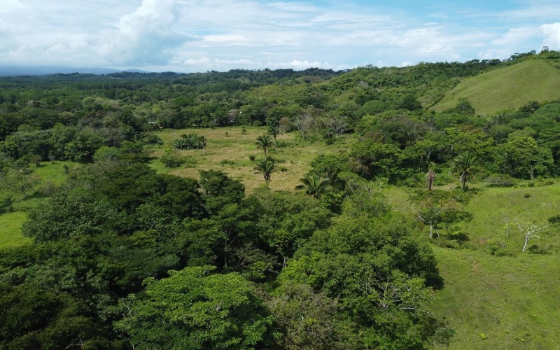 Farm for sale, Finca en venta, Real Estate, Costa Rica, Golfito, La Florida, Nazareth,  Playa Zancudo,  Rio Coto, Fishing, Ganaderia, Livestock, Se vende, Land for sale, 