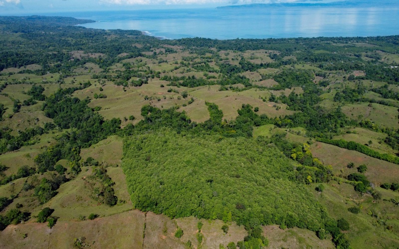 Teak Farm, Farm, For Sale, Se Vende, Finca, Teca, Land by the beach, Ocean view land, Finca con vista al mar, Pavones, Pilon, Zancudo, Costa Rica, Keller Williams, Eric Chavarria, Real Estate for sale, en venta, Land, Lot, 