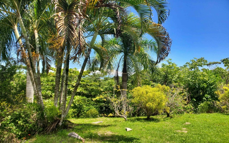 Lot for sale, Land for sale, Property for sale, Real estate, Pavones Costa Rica, Punta Banco, Keller Williams, Remax, Bienes Raices, Lote en venta, Costa Rica, Walking distance to the beach, La Piña, Pilon, Surf Properties, Beach properties