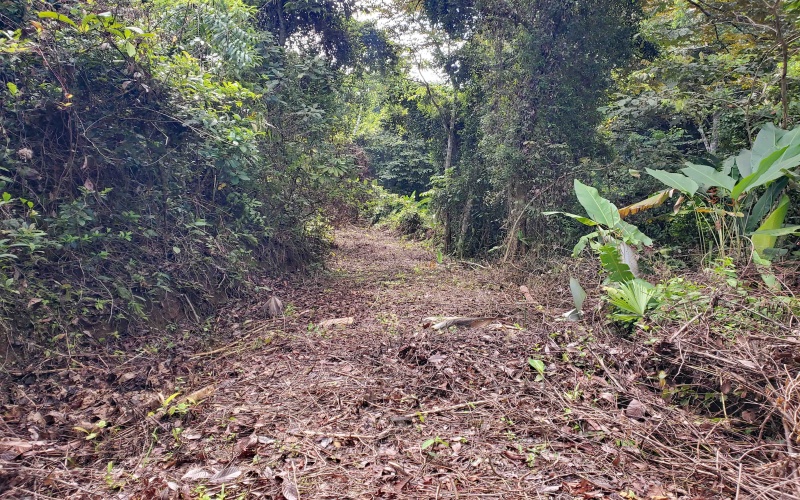 Pavones Real Estate, Pavones Costa Rica Real Estate, Real Estate for sale, Pavones, Keller Williams, Remax, Coldwell Banker, Pilon, Zancudo, Punta Banco, Pavones Properties for sale, Se vende, Lote, Land for sale, Lot for sale